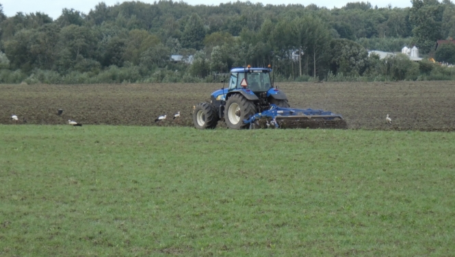 traktors pavasarī ar tīrumu, aiz arkla iet baltie stārķi, meklējot barībai grauzējus un abiniekus