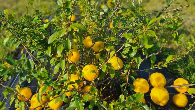 Cidonijas