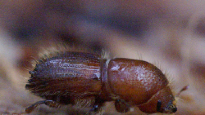 vabole