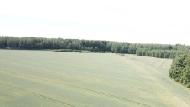 pļava