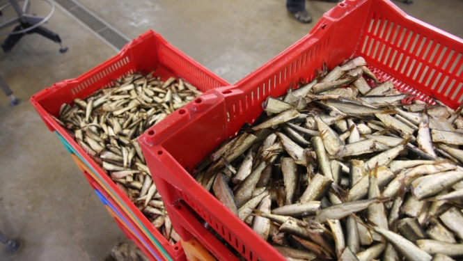Divas lielas sarkanas plastmasas kastes, kas piepildītas ar nelielām zivīm, novietotas uz grīdas zivju apstrādes telpā.