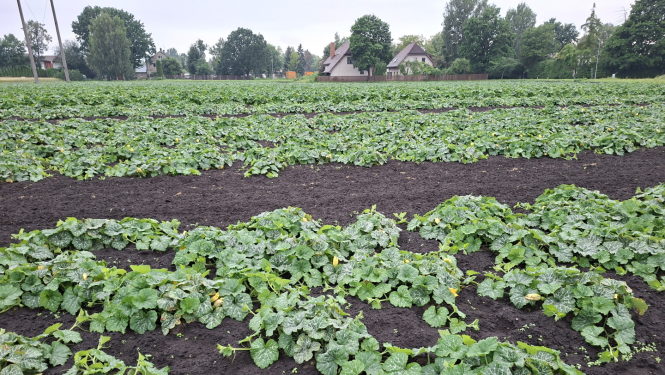 Laukā rindās aug ķirbjaugu dzimtas kultūraugi ar zaļām lapām un dzelteniem ziediem; starp rindām redzama kopta augsne, bet fonā - koki un dzīvojamās mājas.
