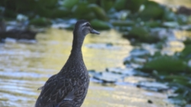 pīle