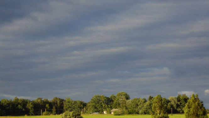 pļava