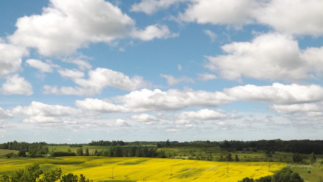 Māja, lauks, koki