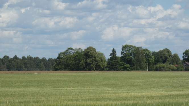 Labības lauks, mākoņainas debesis, tālumā mežs