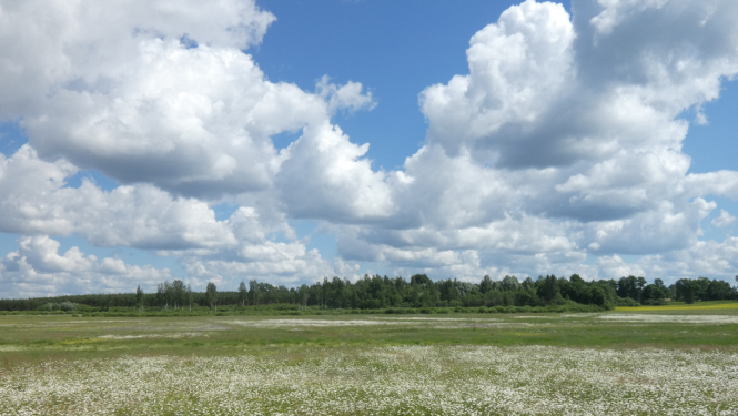 Pļava meža malā