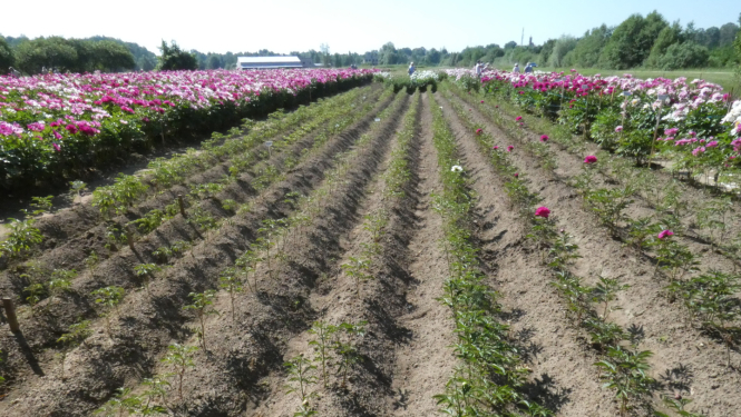 Rindās aug jaunstādi, bet lauka malās zied koši ziedi. 