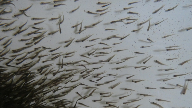 smolti