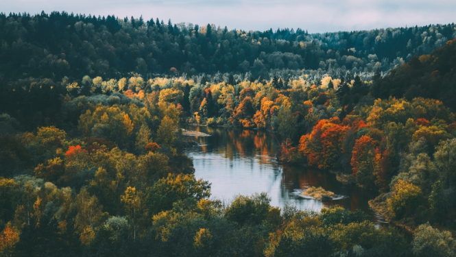 Gauja