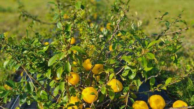 Cidonijas
