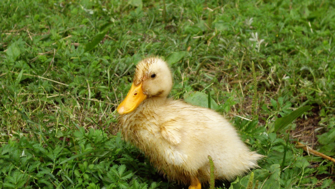 Pīlēns