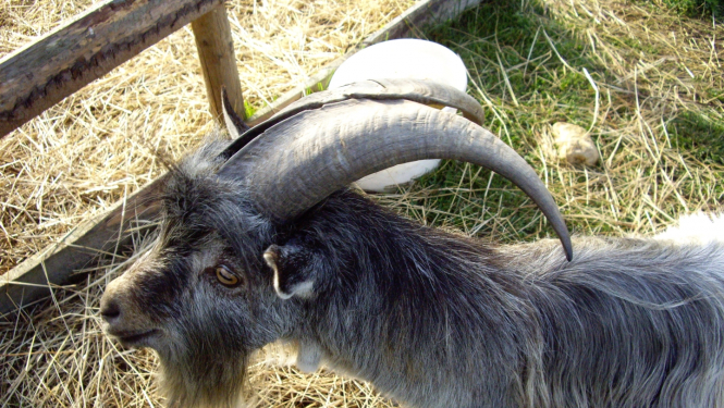 kaza