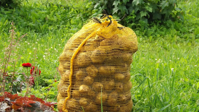 Kartupeļu maiss
