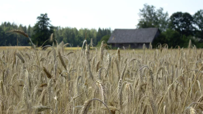 a field of crops