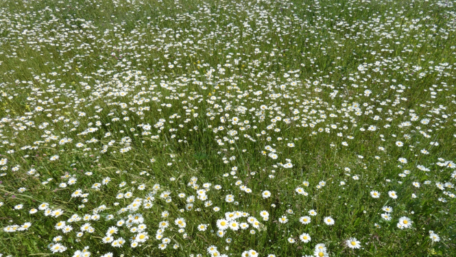 Margrietiņu pļava