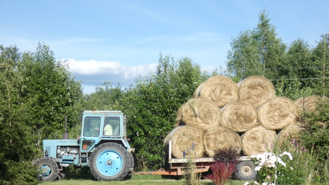Gaiši zils traktors ar piekabi, kas piekrauta ar apaļiem siena ruļļiem.