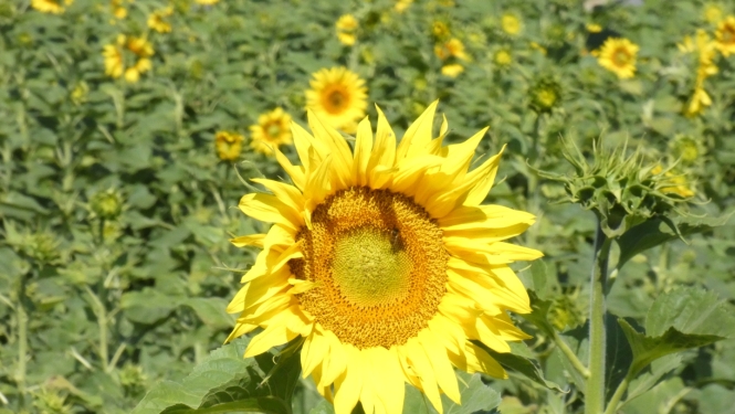Saulespuķu lauks. 