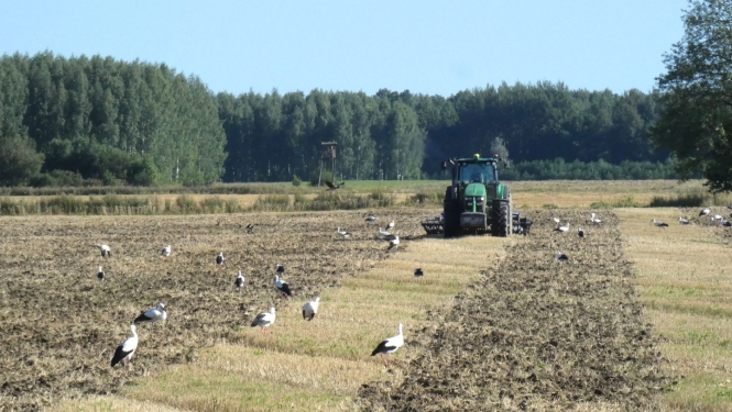 Traktors uz lauka, pa kuru pastaigājas stārķi. 