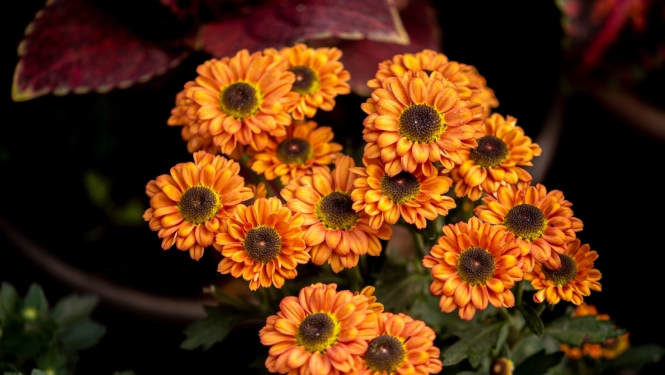 Rudens ziedi