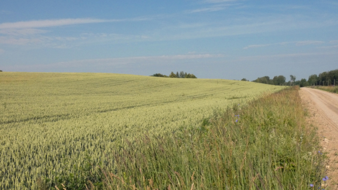 briestošas labības lauks vasarā