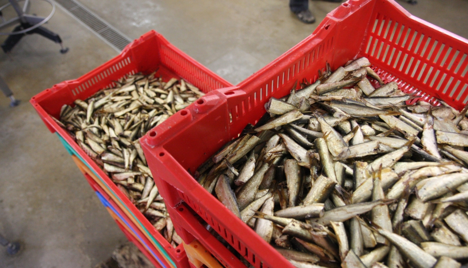 Divas lielas sarkanas plastmasas kastes, kas piepildītas ar nelielām zivīm, novietotas uz grīdas zivju apstrādes telpā.