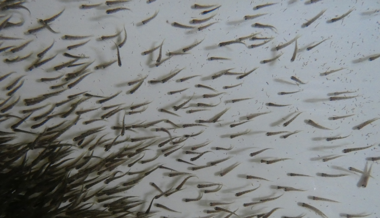 smolti