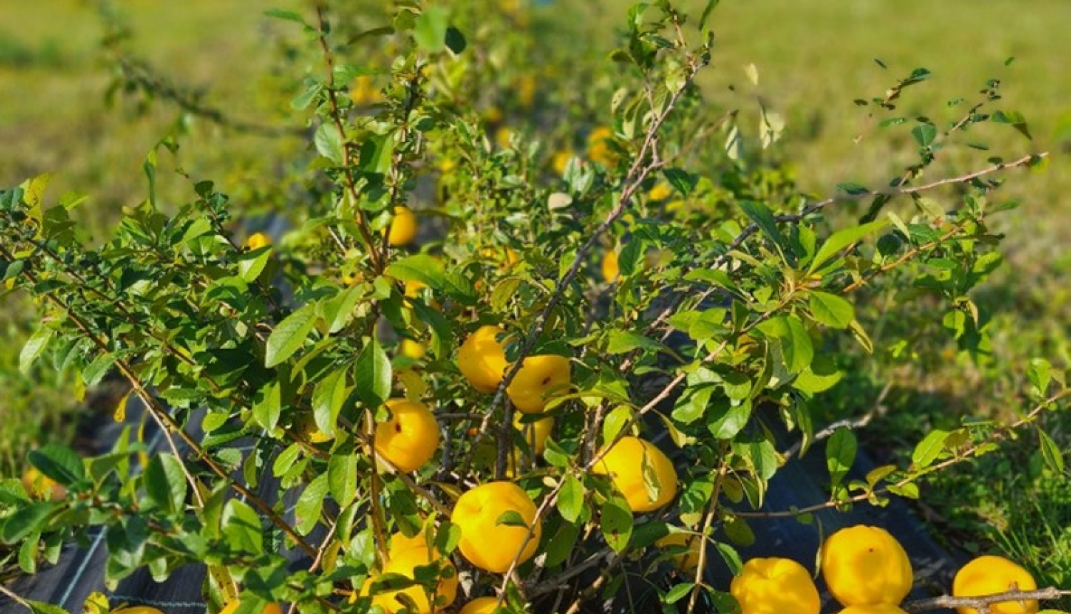 Cidonijas