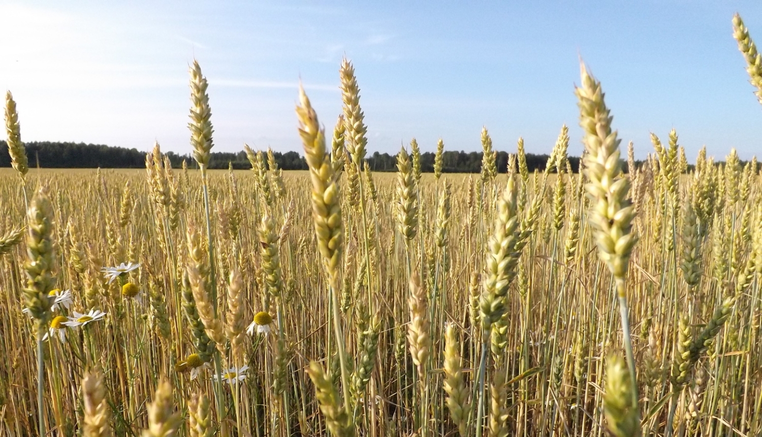 Labības vārpas zeltainā laukā ar dažām baltām margrietiņām.