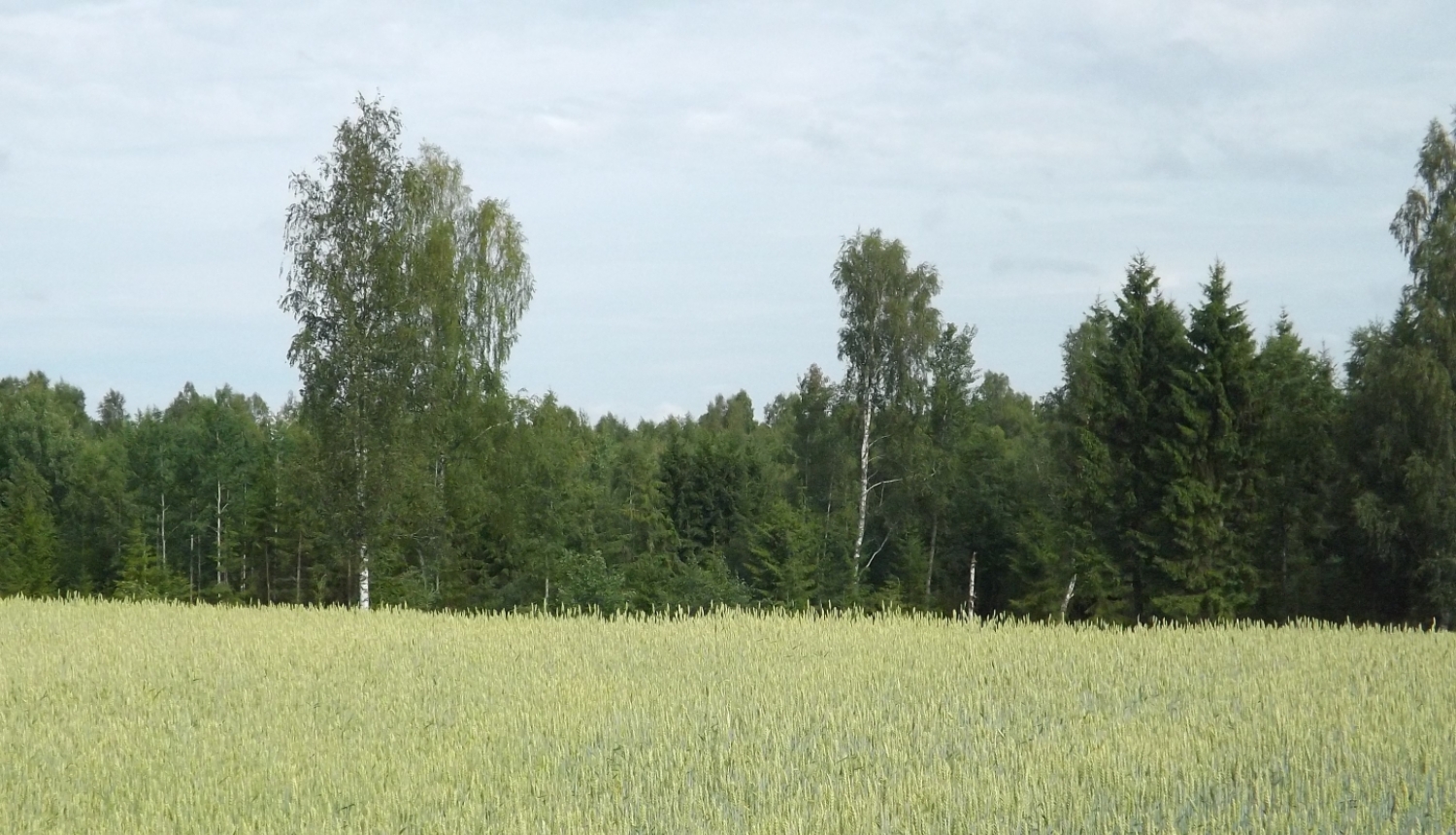 Labības lauks