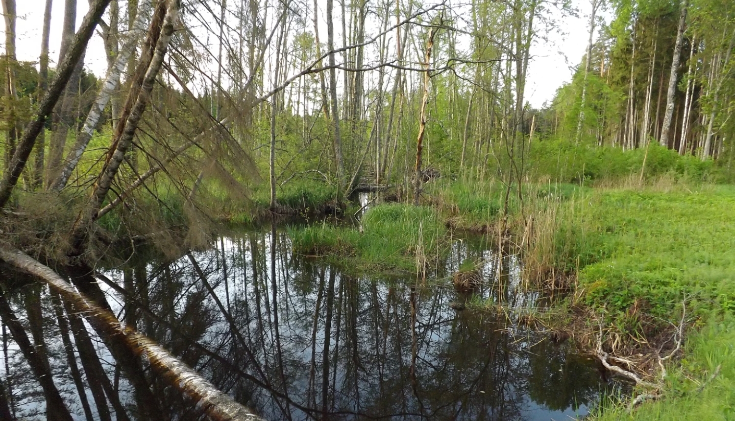 Meža mitrājs ar kokiem un zaļu veģetāciju.