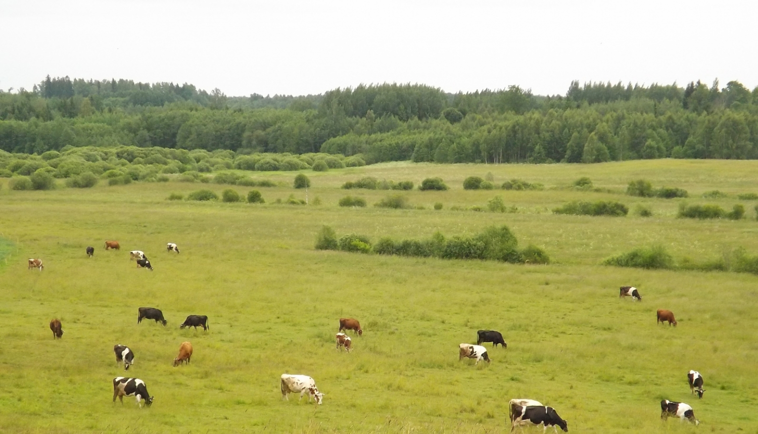 Ganības, govis