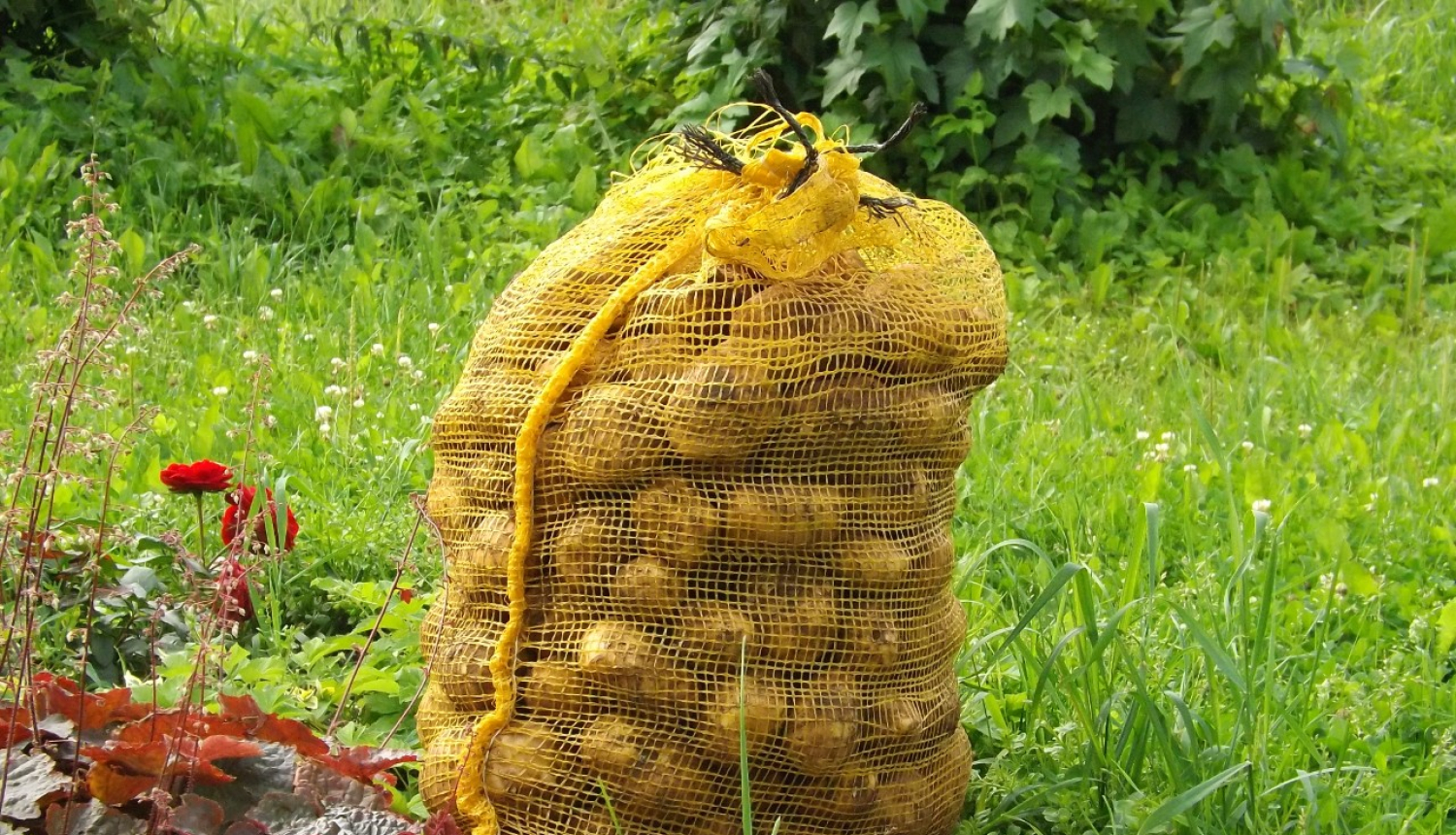 Kartupeļu maiss