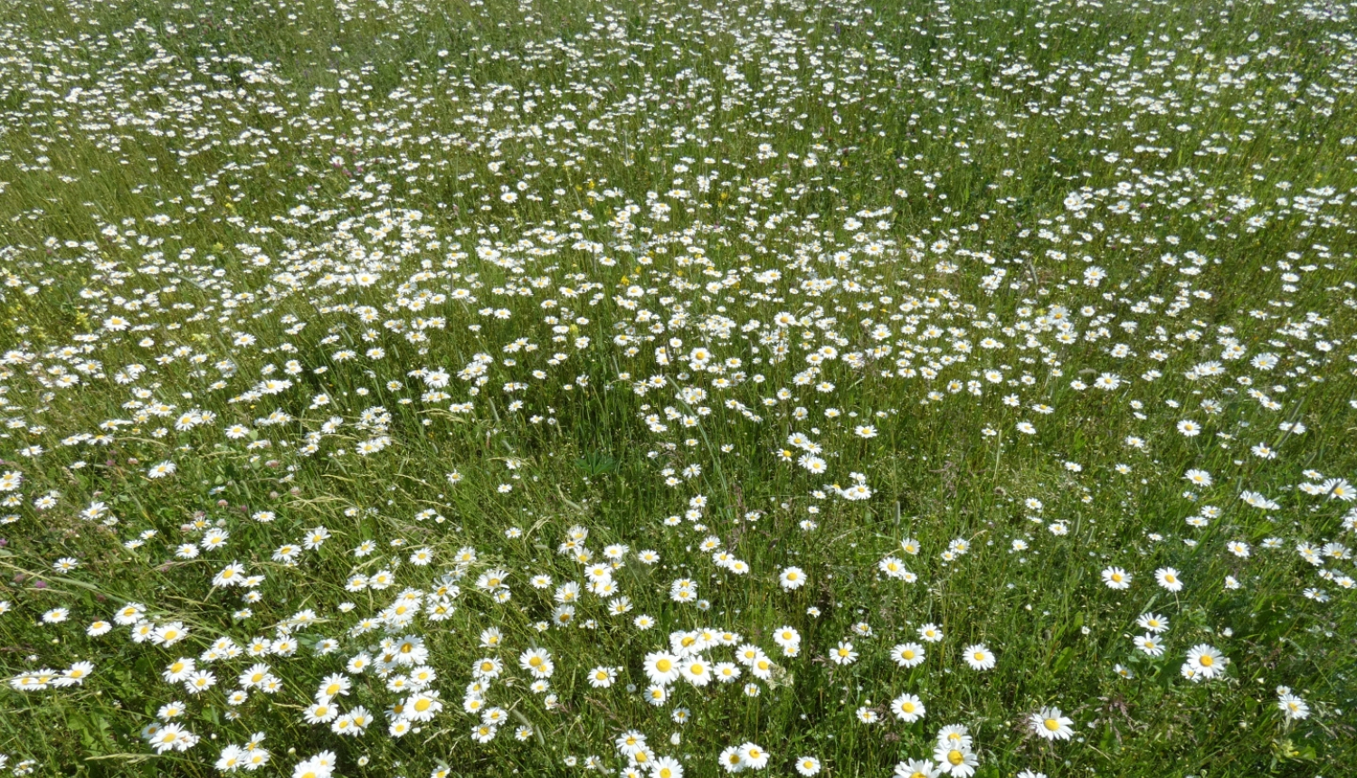 Margrietiņu pļava