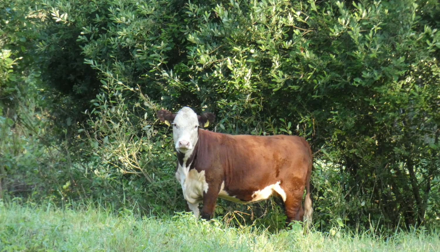 Meža malā stāv brūni balta govs