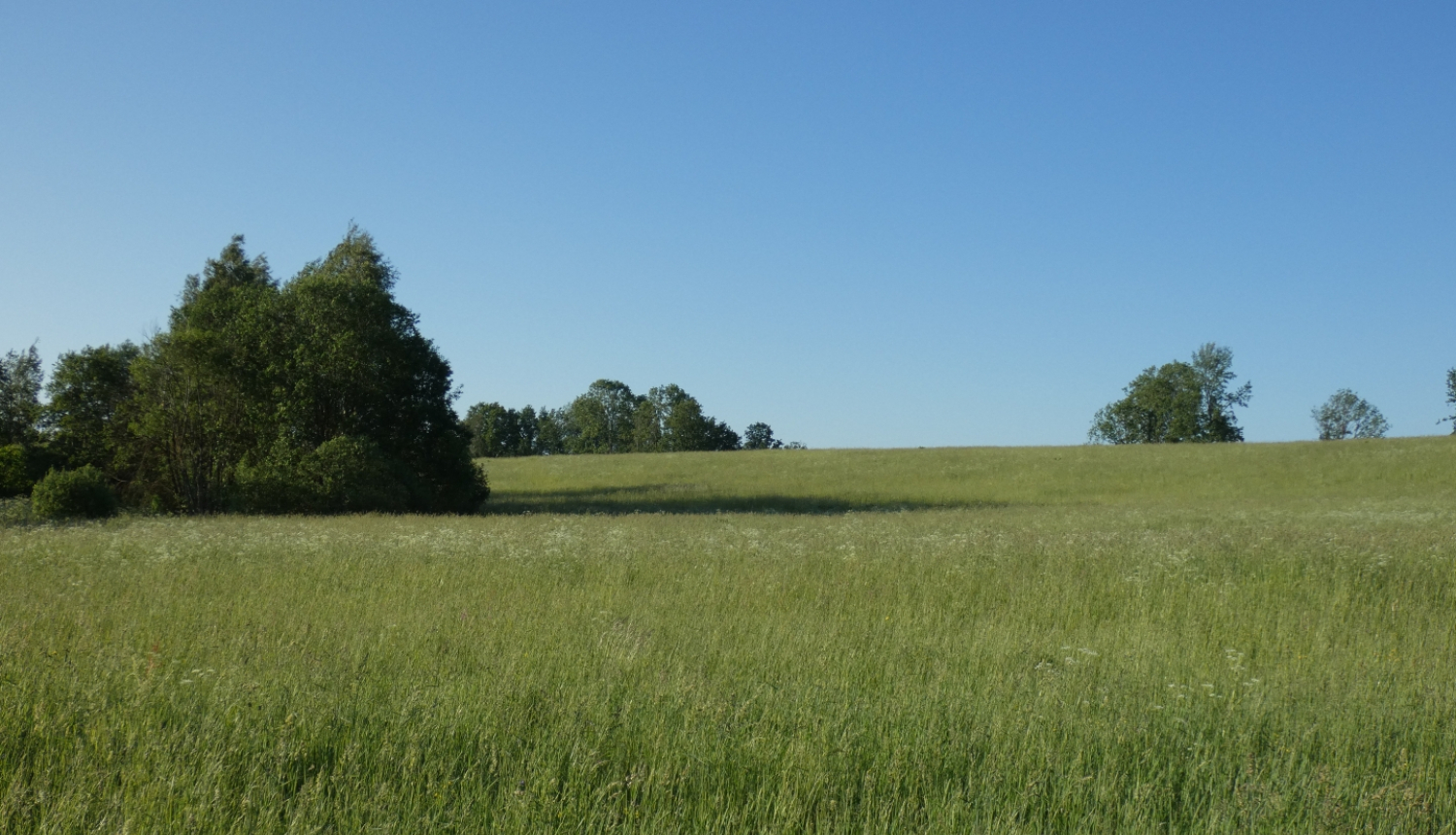 Pļava