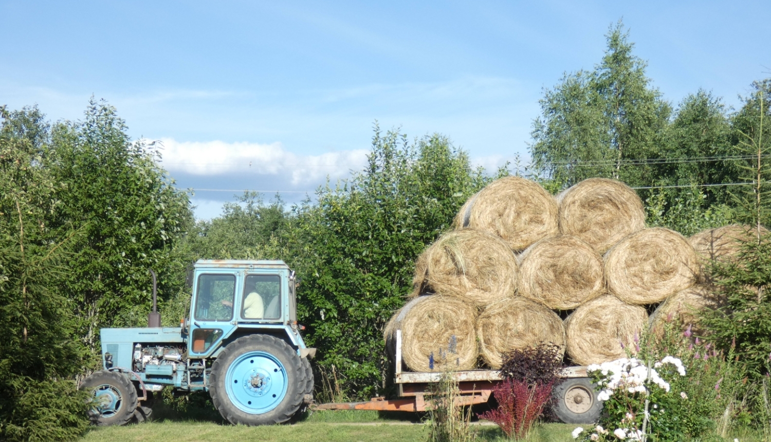 Gaiši zils traktors ar piekabi, kas piekrauta ar apaļiem siena ruļļiem.