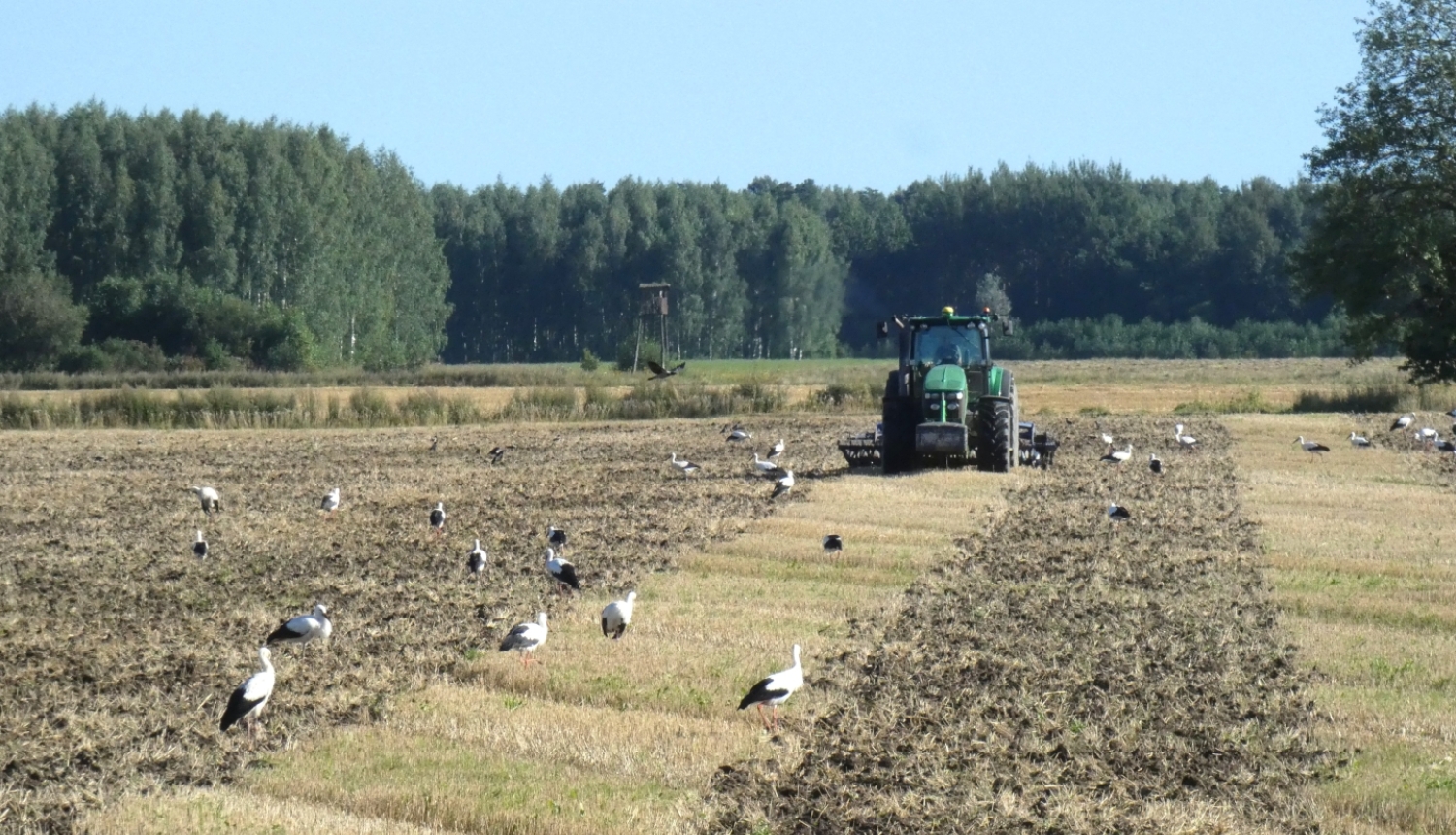 Traktors uz lauka, pa kuru pastaigājas stārķi. 