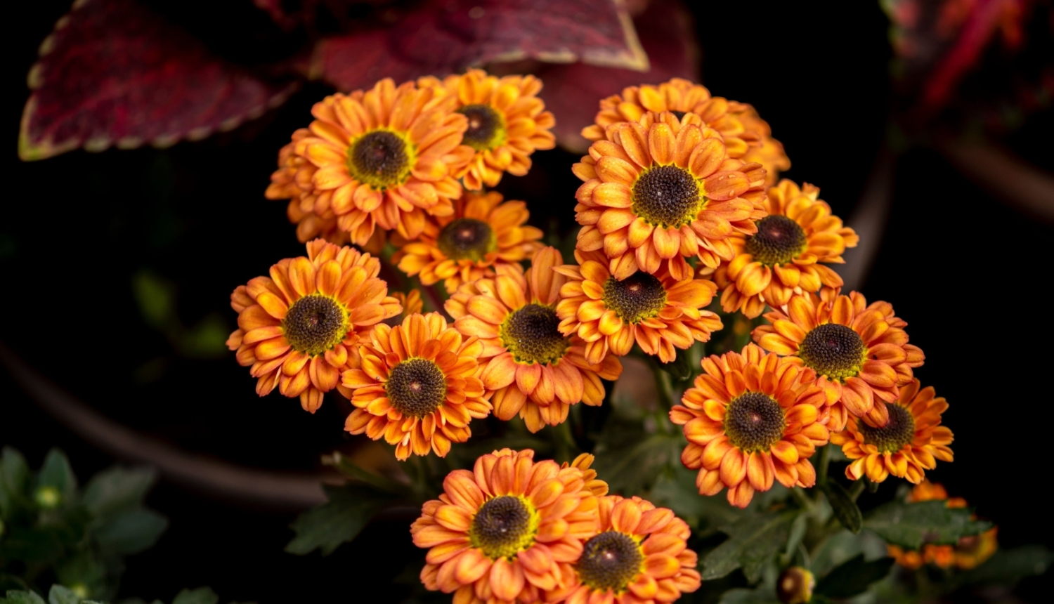 Rudens ziedi