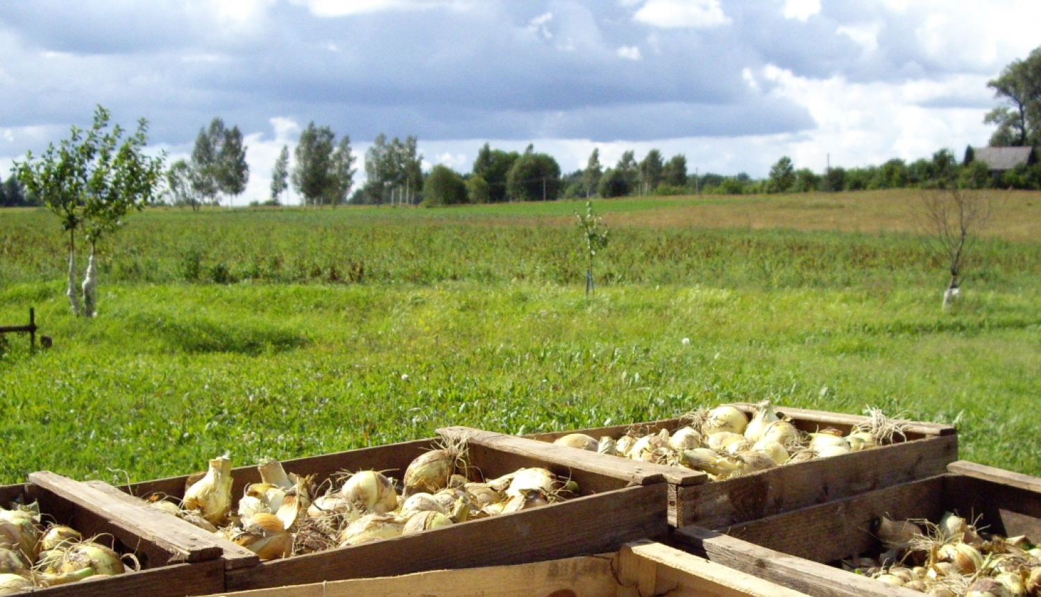 Sīpoli kastēs
