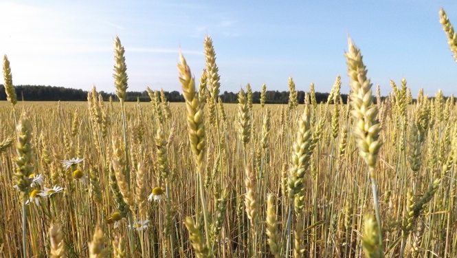 Labības vārpas zeltainā laukā ar dažām baltām margrietiņām.