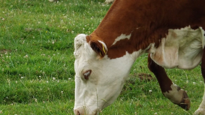 Brūni balta govs ēd pļavā zāli