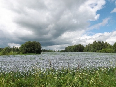 Šķiedras lini