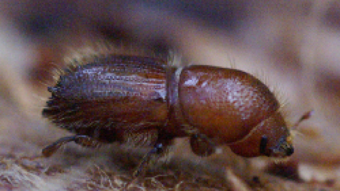 vabole