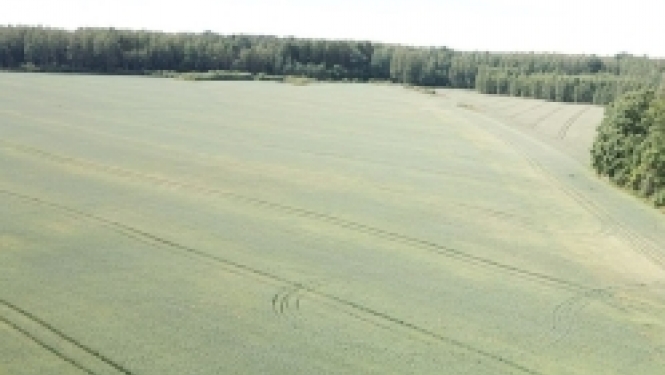 pļava