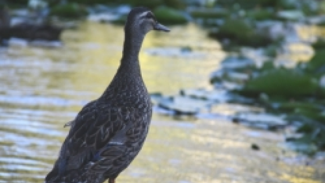 pīle