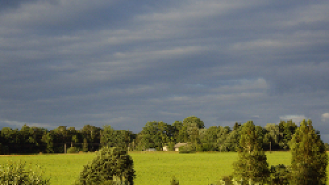 pļava