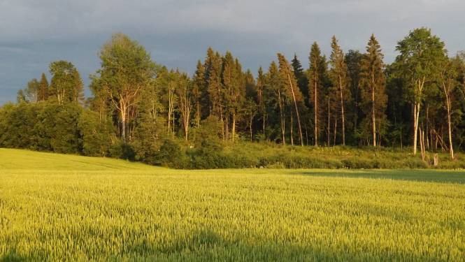 Labības lauks mežmalā