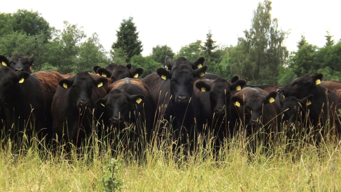 Govju ganāmpulks mežmalā