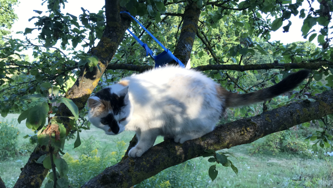 Melnraibs kaķis kokā